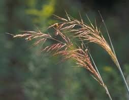 Native Grasses